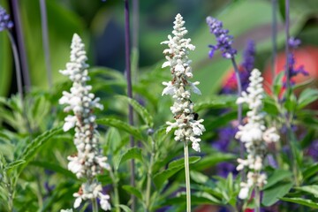 Fototapeta premium Close up of white mealycup sage (salvia farinaceae) flowers in bloom