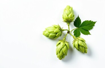 Four green hop cones branch with leaf lies on white surface. Ingredient for beer brewing agriculture. Natural plant part for craft beverage.