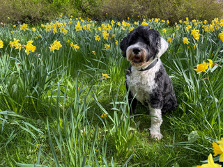Fototapeta premium Portuguese Water Dog in the daffodil garden