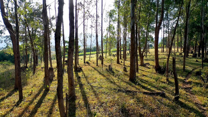 Sunset Forest In Extrema Minas Gerais Brazil. Stunning Countryside Life Landscape Viewed From...