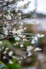 鎌倉26128　大功寺3　梅