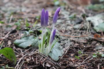 Purple Crocus Flowers Emerging in Spring