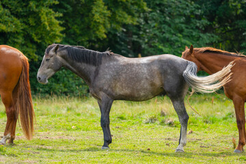 Obraz premium Group of domestic horses Equus ferus caballus grazing in pasture.