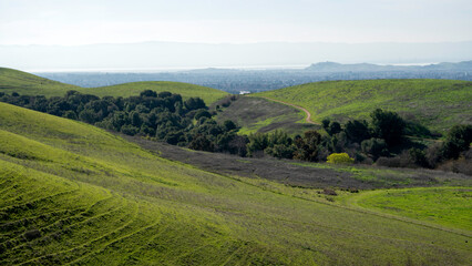 Obraz premium Hiking the scenic High Ridge Loop Trail in Garin Regional Park, offering spectacular views across the lush green rolling hills and out to the San Francisco Bay and surrounding areas.