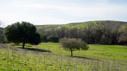 Fototapeta premium Hiking the scenic High Ridge Loop Trail in Garin Regional Park, offering spectacular views across the lush green rolling hills and out to the San Francisco Bay and surrounding areas.
