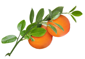 Citrus plant branch with oranges and green leaves isolated on white