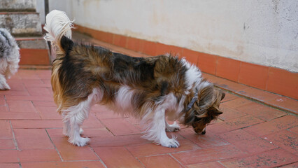Naklejka premium Dog with fur blowing stands on a terrace as wind sweeps across the outdoor area of a building, creating a lively and dynamic scene.