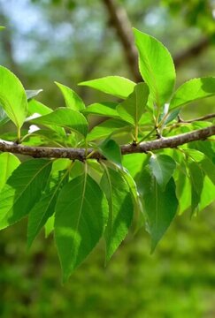 green leaves on a branch