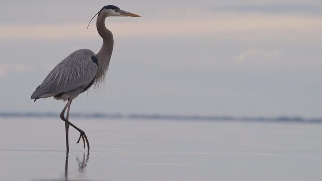 Great blue Heron walking in shallow water in slow motion
