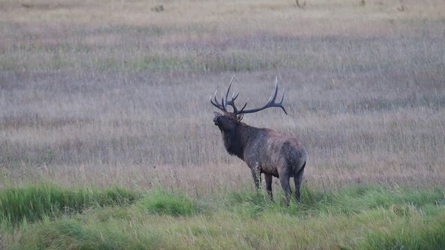 Bull elk standing in a field, raises head to smell air