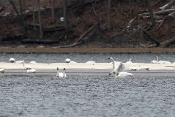 Obraz premium Group of Swans on a Calm Lake, Some Feeding and Resting Near Shore