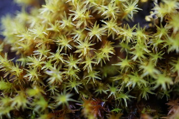 Abstract macro texture of green moss with star shaped patterns