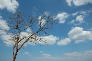 Bare tree branches against bright blue sky with white clouds, minimal natural landscape, calm outdoor scene with copy space.