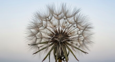 A close-up of a delicate dandelion seedhead with fine, wispy structures radiating from the center. The intricate seed dispersal mechanism is captured against a soft, blurred background.