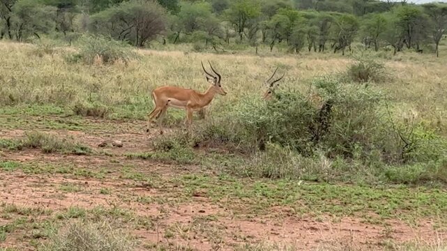 Two Impala with large horns rutting in eastern Africa