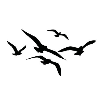 Silhouette Flock of Seagulls Flying in Open Sky