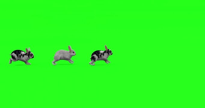 Two rabbits running on green screen chroma key bunnies