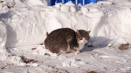 Kot siedzący za zaspą śniegu i wygrzewający się w promieniach słońca © tomo81