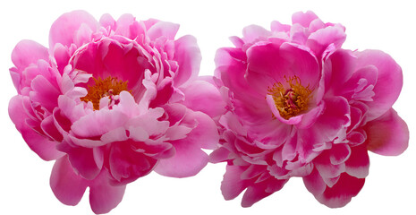 Różowe piwonie, wiosenne kwiaty png