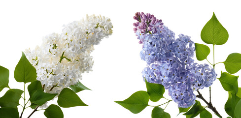 Bez , wiosenne kwiaty png