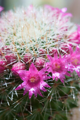 Macro cactus with pink flowers and dew drops in sunlight