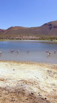 Flamingos in the lagoon of the flamingos and surroundings of the Machuca Lookout, in the high plateau of the Atacama desert, you can spot Chilean flamingos, Andean flamingos and James's flamingos.