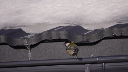 Ptaki w okresie zimowym w terenie wiejskim. Dokarmianie ptaków zimą. © tomo81
