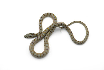 snake isolated on white background