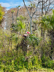 A pink Roseate Spoonbill building a nest at the Orlando Wetlands