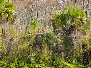 A pink Roseate Spoonbill building a nest at the Orlando Wetlands
