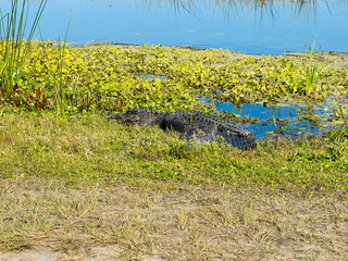 An Alligator sunning itself on the walking path at the Orlando Wetlands