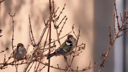 Sikorki, ptaki siedzące w gąszczu krzewów w okresie zimowym. © tomo81