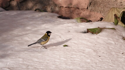 Ptaki w okresie zimowym w terenie wiejskim. Dokarmianie ptaków zimą. © tomo81