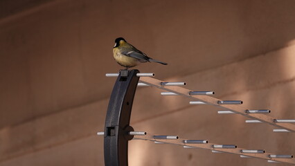 Sikorka siedząca na antenie telewizyjnej © tomo81