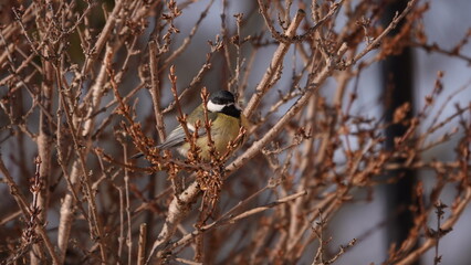 Sikorki, ptaki siedzące w gąszczu krzewów w okresie zimowym. © tomo81