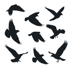 Obraz premium Flock of Birds Silhouettes Flying Against White Background