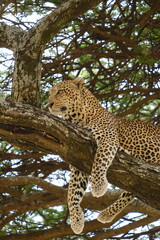 Leopard on the tree
