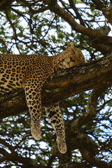 Obraz premium Leopard sleeping