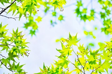青空を背景に日に透ける緑のイロハモミジの葉と花