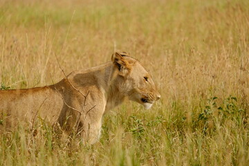 Naklejka premium Lion on the go