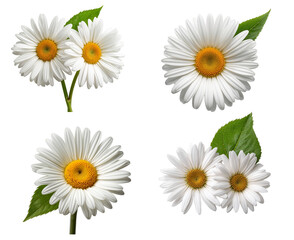 Fototapeta premium Beautiful chamomile flower isolated on transparent background