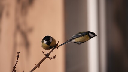 Sikorki, ptaki siedzące w gąszczu krzewów w okresie zimowym. © tomo81