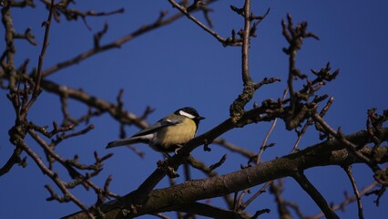 Sikorki, ptaki siedzące w gąszczu krzewów w okresie zimowym. © tomo81