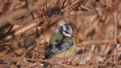 Sikorki, ptaki siedzące w gąszczu krzewów w okresie zimowym. © tomo81