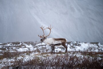 Antlers in the Mist © Sáasil Creative
