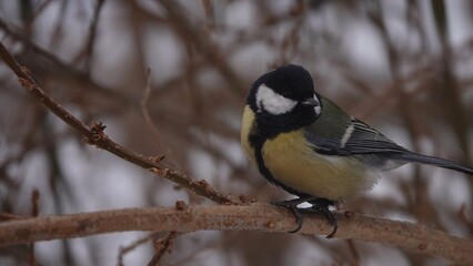 Sikorki, ptaki siedzące w gąszczu krzewów w okresie zimowym. © tomo81