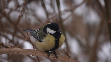 Sikorki, ptaki siedzące w gąszczu krzewów w okresie zimowym. © tomo81