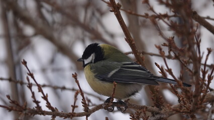 Sikorki, ptaki siedzące w gąszczu krzewów w okresie zimowym. © tomo81