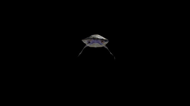 3D turtle swims, moving away from the near animation with back view on a black screen, 4k tortoise, Cooters aquatic animal dives isolated on alpha channel premultiplied with black and white matte
