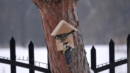 Sikorki, ptaki siedzące w gąszczu krzewów w okresie zimowym. © tomo81